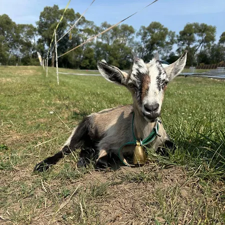 Kamence בית הארחה 3*